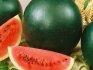 Watermelon Spark: descriere