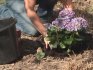 Reproducerea și plantarea hortensiilor