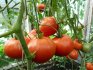 Câteva sfaturi pentru cultivarea roșiilor într-o seră