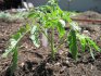Features of caring for tomatoes