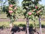Planting a dwarf apple tree