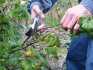 Pruning and propagation of currants