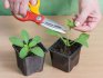 How to care for adult seedlings