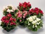 Description and varieties of ever-flowering begonia