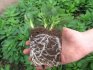 Terms and rules for transplanting seedlings into the ground
