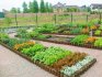 Correct organization of crop rotation in the garden