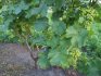 Optimal time for planting grapes