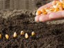 Plantarea semințelor de porumb în sol