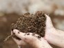 Aciditate scăzută a solului: cum să o creșteți