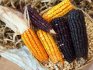 The best varieties of corn