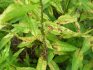 Diseases and pests of plants, the fight against them