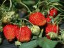 Growing strawberries in the "Pocket Garden"