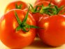 Soiuri de tomate nedeterminate