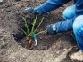 Planting seedlings: in spring and autumn