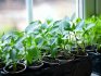 Pros of growing seedlings on a windowsill