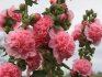 Rose stem - tall perennial flowers