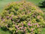 Growing conditions for spirea Bumald: soil, temperature, lighting