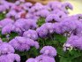 How to properly care for an ornamental plant
