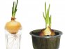 Rules for growing onions at home