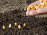 Terms and rules for planting corn