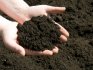 Preparation of soil and planting material