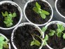 Seedling care, transplanting into the ground