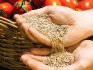 Caracteristicile și beneficiile propagării semințelor