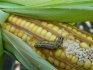 Diseases and pests of corn