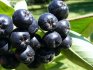 Sfaturi pentru cultivarea chokeberry în grădină