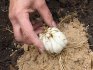 Planting lily bulbs depends on the variety