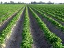 Cum să cultivi solul și să ai grijă de cartofi?