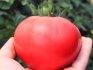 Beneficiile roșiilor cu fructe mari