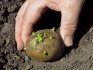 cum să plantezi cartofi