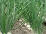 When to plant onions in spring
