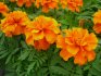 how to grow marigold seedlings