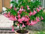 Brugmansia bush with pink flowers