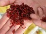 Live bloodworm in hands
