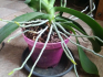 What to do if there are too many aerial roots