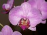 Blooming orchid