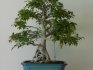 Ficus Benjamin Bonsai