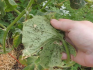 Frunze de castravete infestate de afide