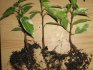 Transplanting rooted ficus cuttings