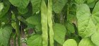 beans, cultivation