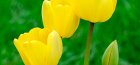 yellow tulips, photo