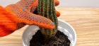 Transplanting cacti