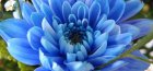 Crizanteme albastre