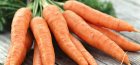 Tehnologia cultivării morcovului