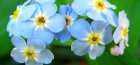 Forget-me-not marsh