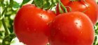 Tomatoes Sanka
