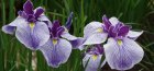 Irisuri în creștere